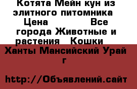 Котята Мейн-кун из элитного питомника › Цена ­ 20 000 - Все города Животные и растения » Кошки   . Ханты-Мансийский,Урай г.